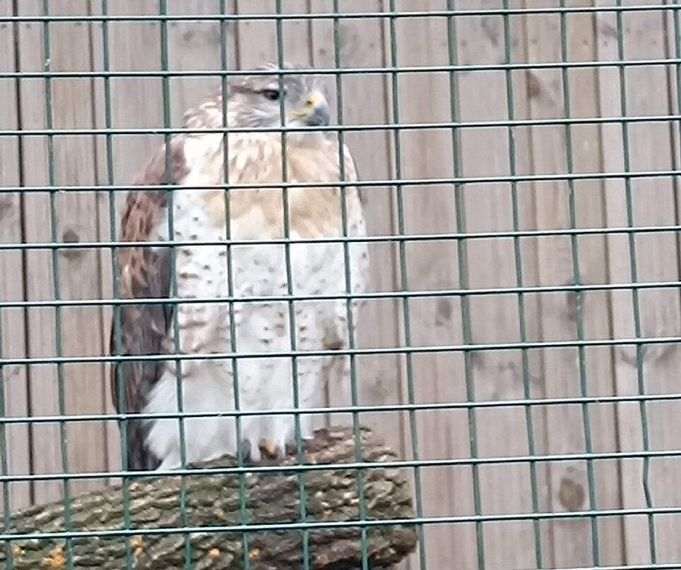 Suffolk Owl Sanctuary-Stonham Aspal必去景点