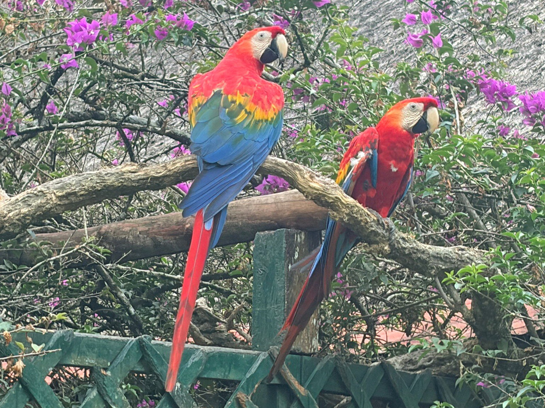 Corto Maltes Amazonia Lodge主图