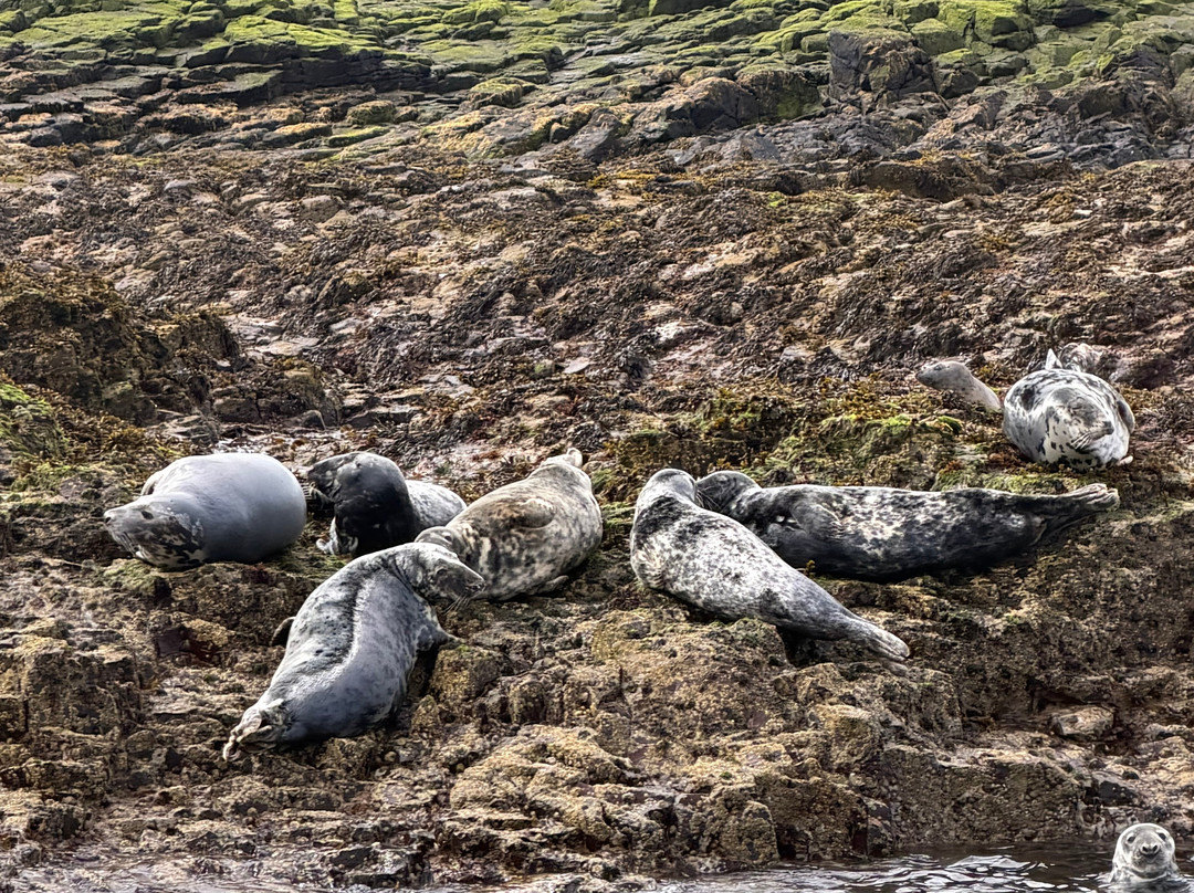 Serenity Farne Island Boat Tours-Seahouses必去景点
