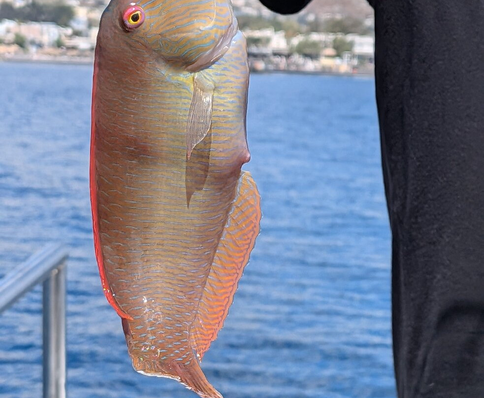 Giorgaros fishing tours Santorini-维查德必去景点