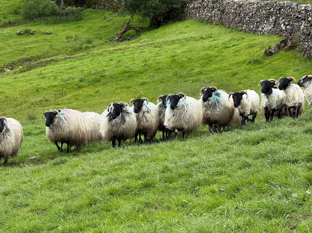 Killary Sheep Farm-Leenane必去景点