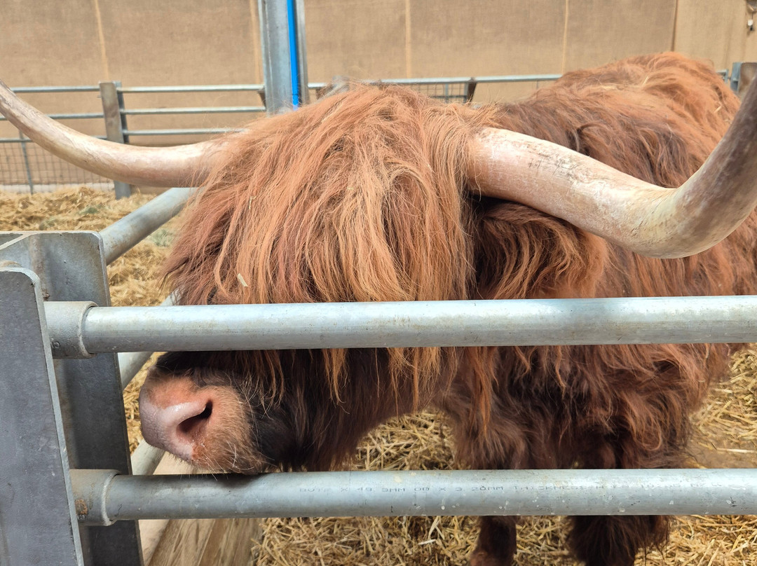 Cockfields Farm Park-Ashton-under-Lyne必去景点