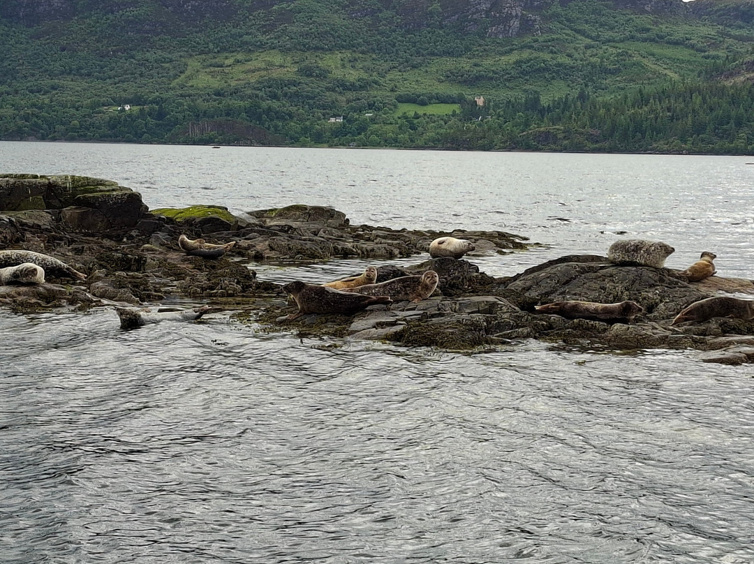 Calum's Seal Trips-Plockton必去景点