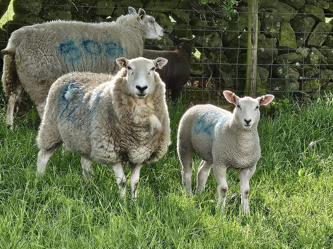 Heaton House Farm主图