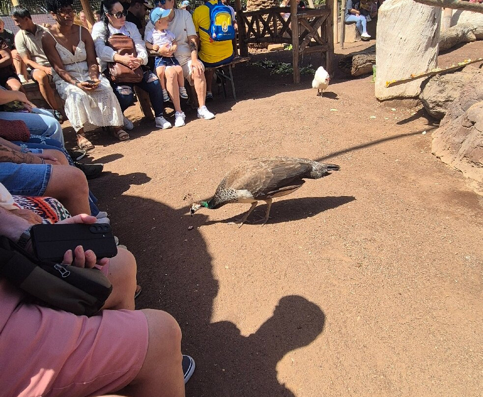Cocodrilo Park Gran Canaria-阿古伊梅斯必去景点