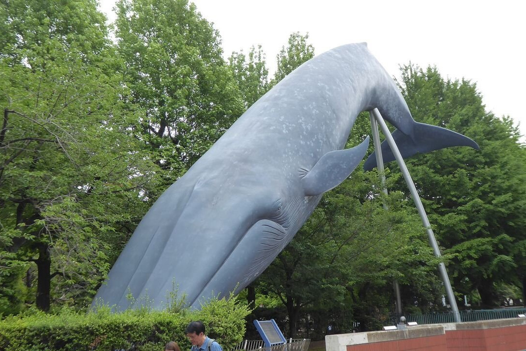 Blue Whale Full Size Model-Uenokoen必去景点