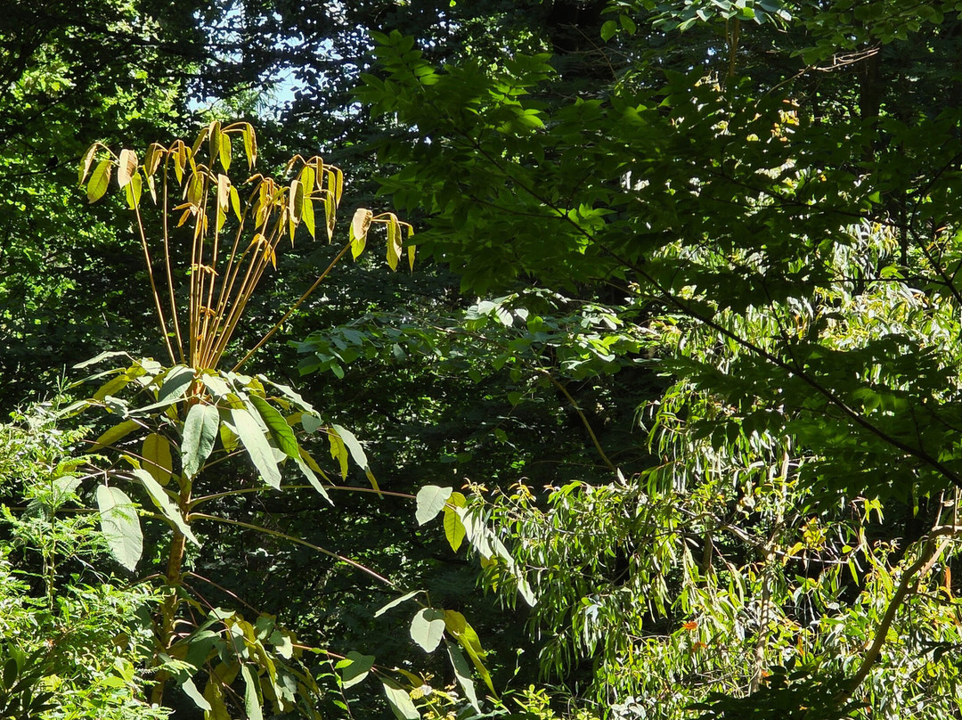 Jungle Garden-Eu必去景点