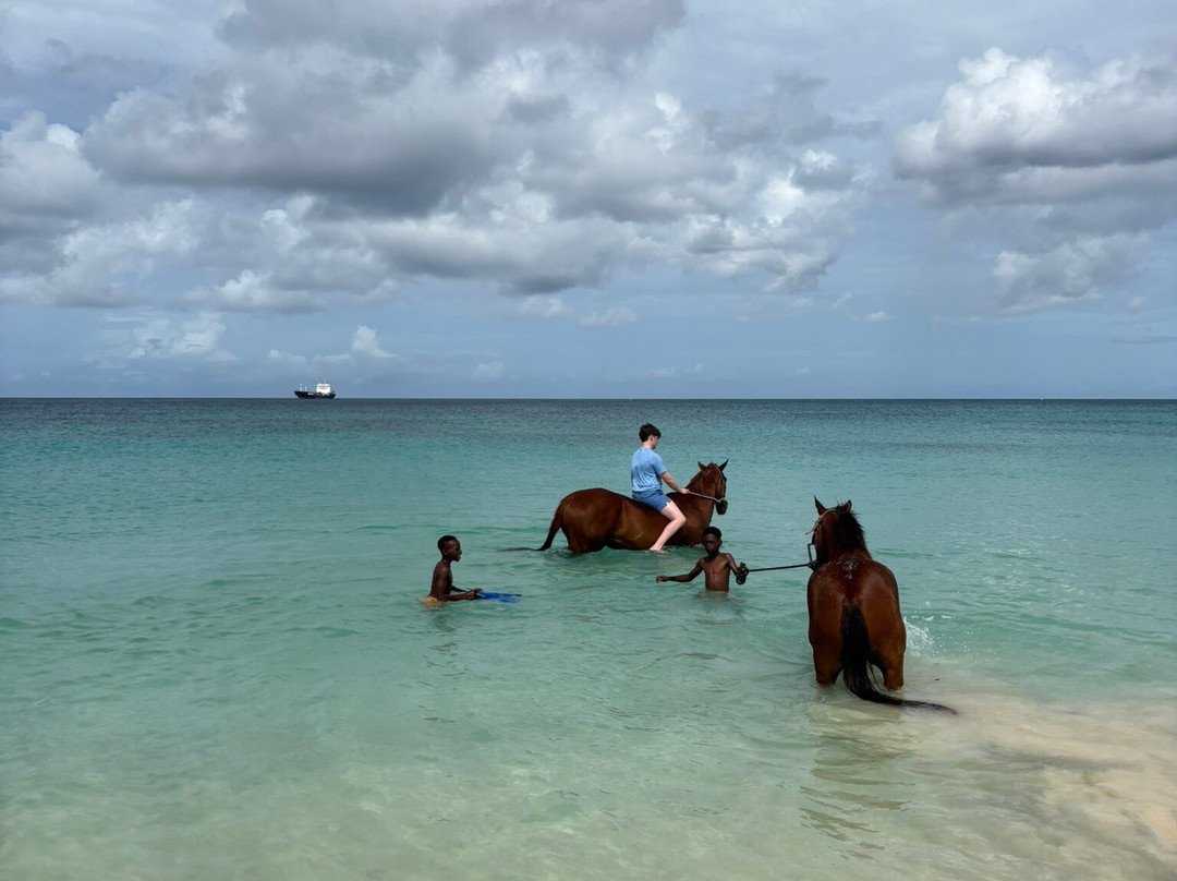 Sandy Turf Stables Barbados-Frere Pilgrim必去景点