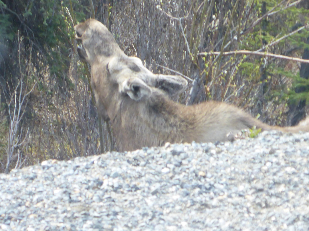Tundra Wilderness Tour-Denali Park必去景点