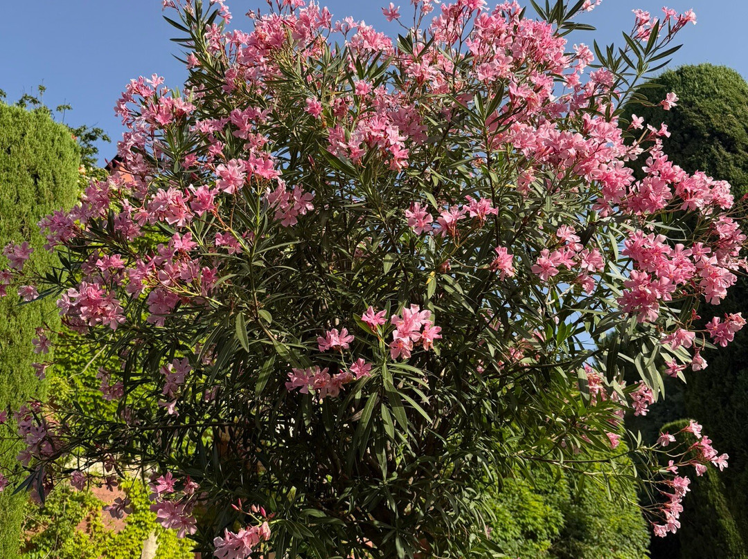 L'Albarda Garden-Pedreguer必去景点