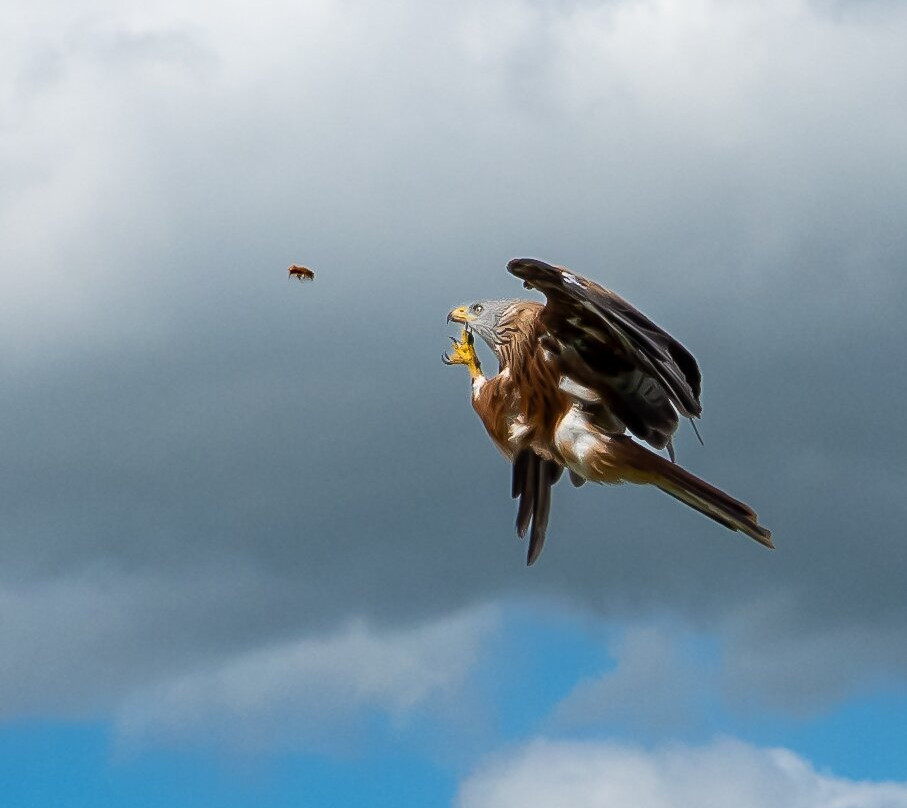 The British Bird of Prey Centre-喀麦登必去景点