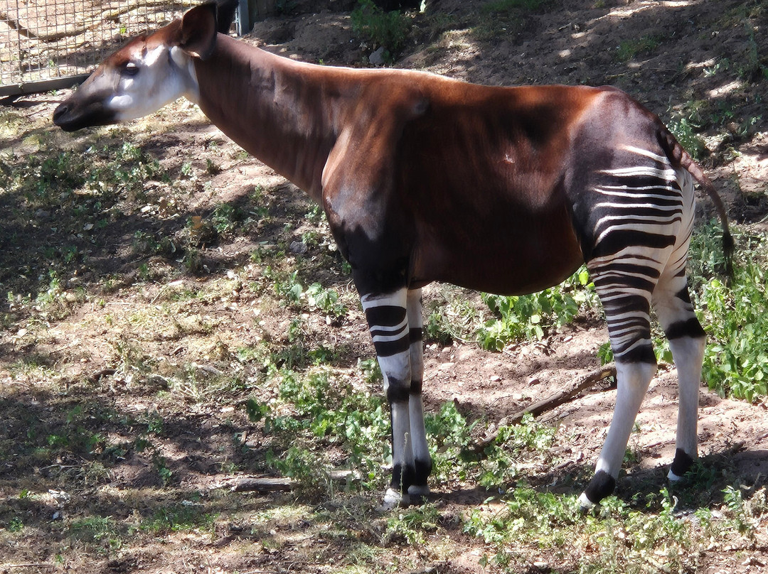 Yorkshire Wildlife Park-Auckley必去景点