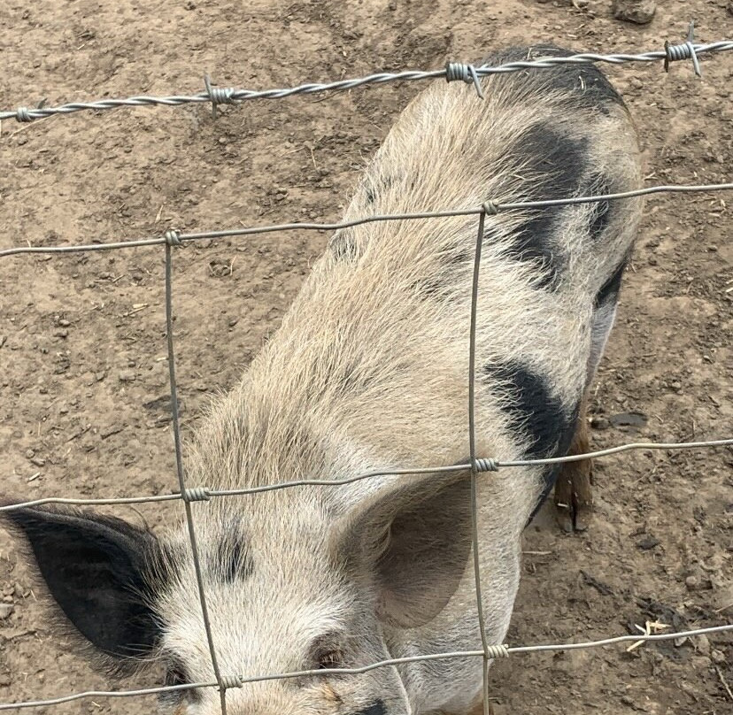 Monk Park Farm-Bagby必去景点