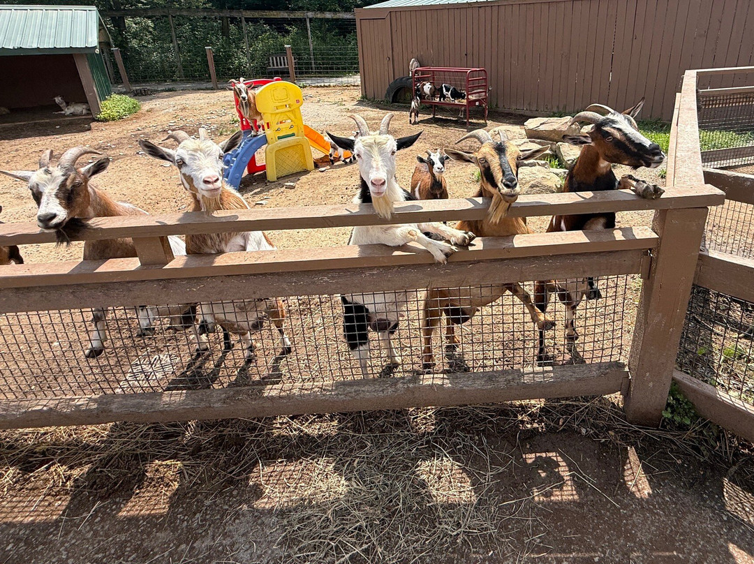 Living Treasures Animal Park-Jones Mills必去景点