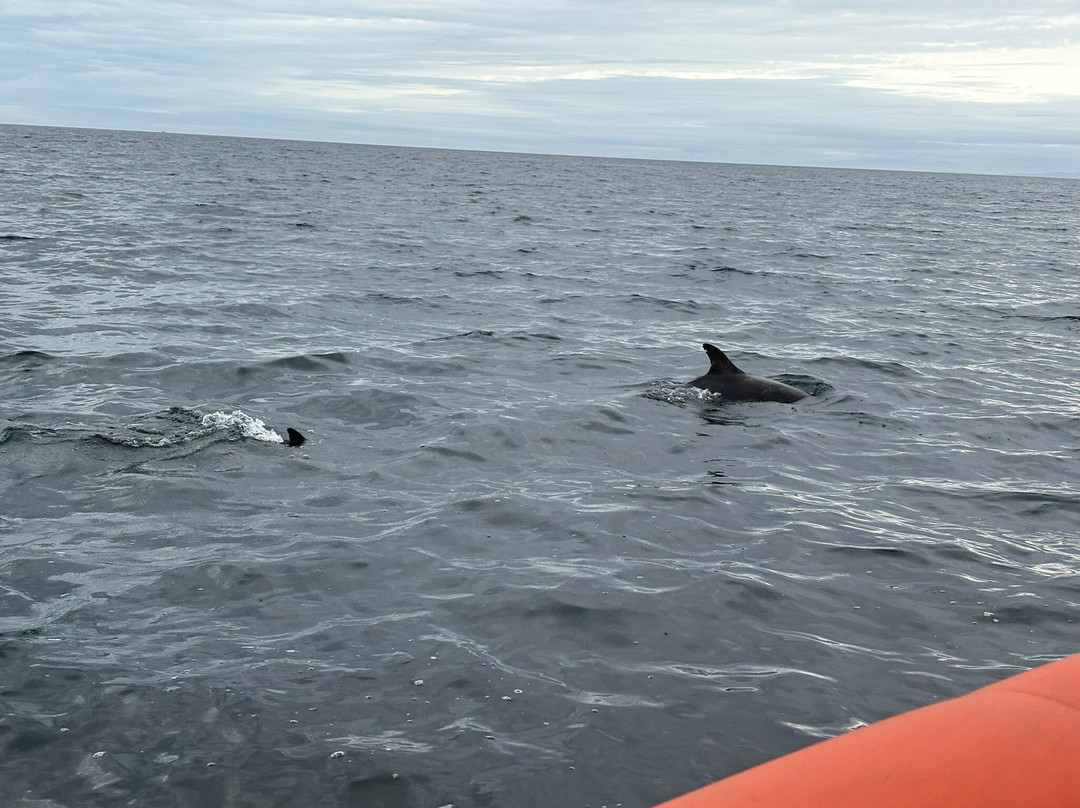 Hebridean Whale Cruises-盖尔洛赫必去景点