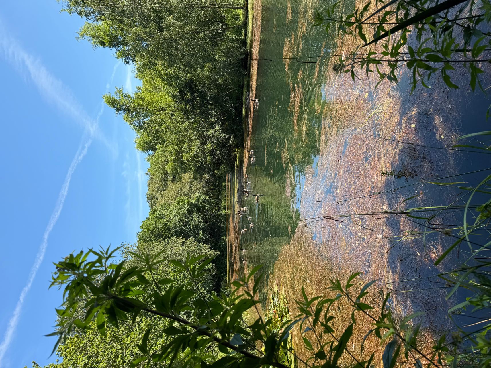 Pinetum Gardens-旅行者