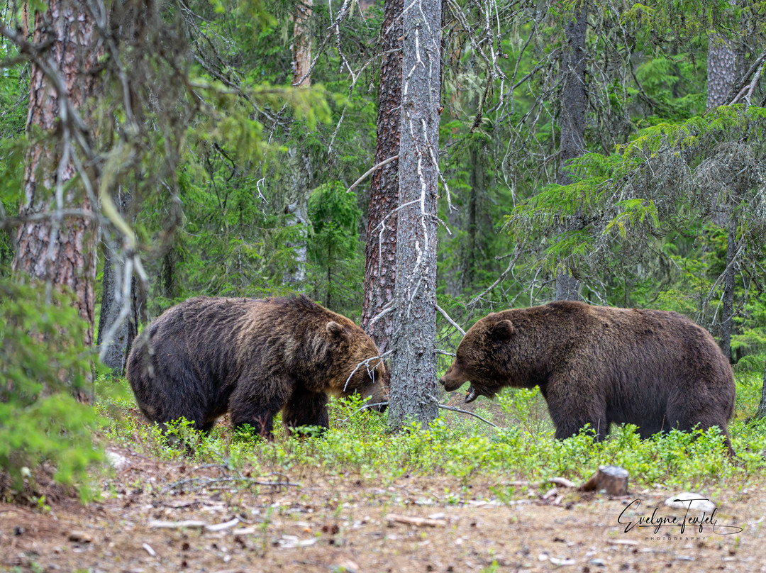 Boreal Wildlife Centre-Kuhmo必去景点