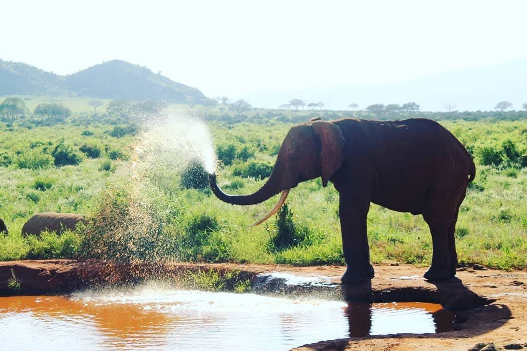 Amboseli National Park-Amboseli Eco-system必去景点