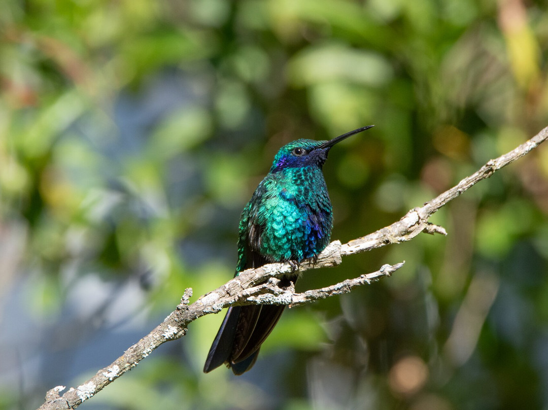 San Jorge Eco-Lodge & Botanical Reserve主图