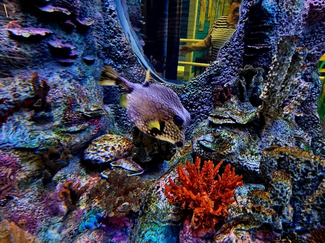 Aquarium At The Boardwalk-布兰森必去景点