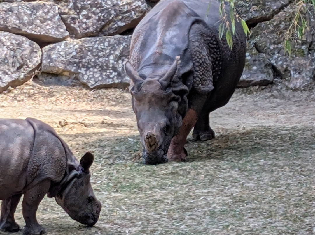 ZooParc de Beauval-圣艾尼昂必去景点