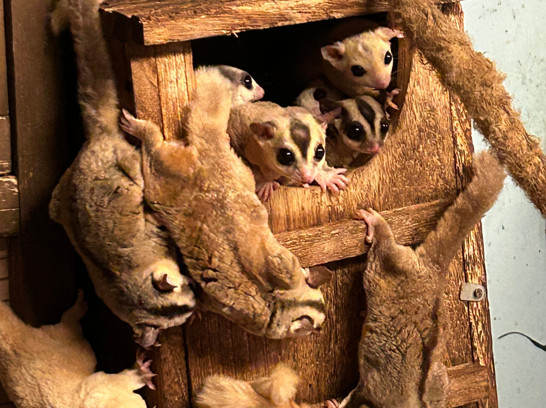 The Animal Experience-Stretham必去景点