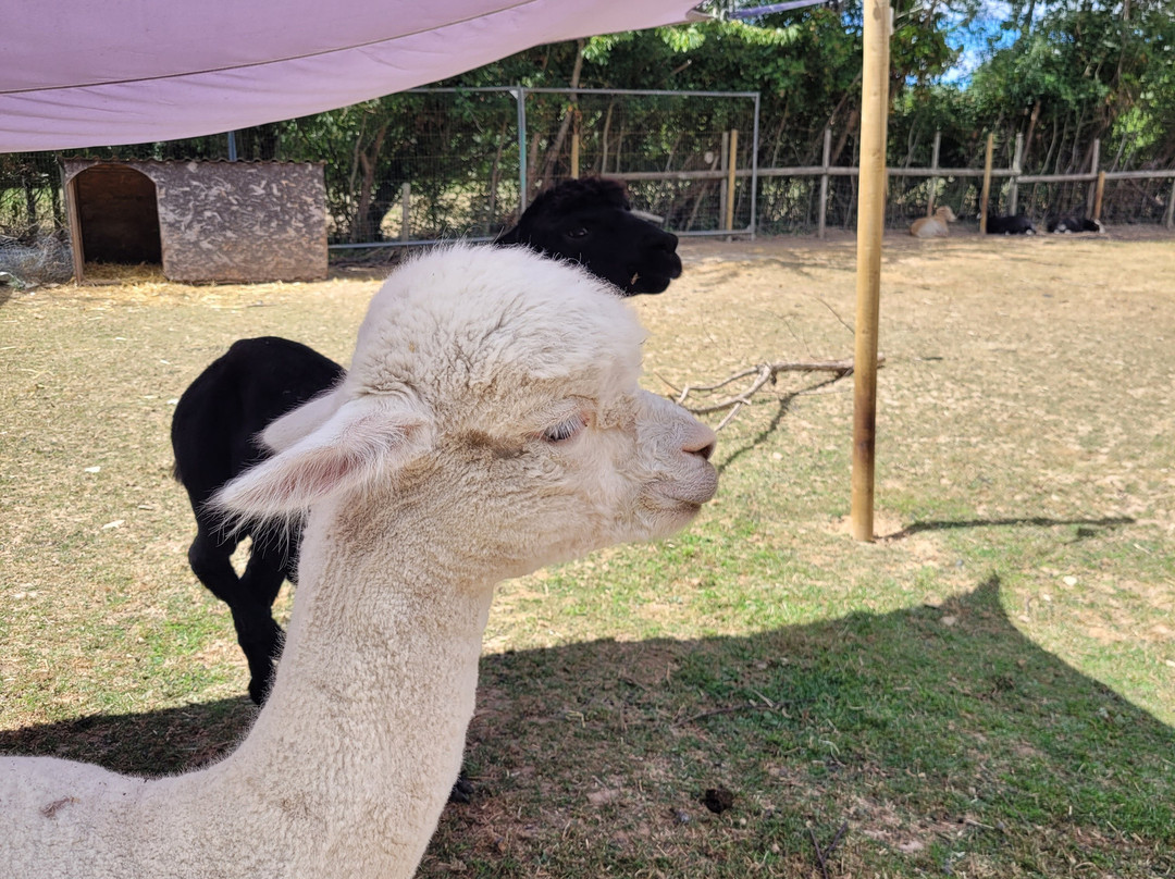 Totnes Rare Breeds Farm-托特尼斯必去景点