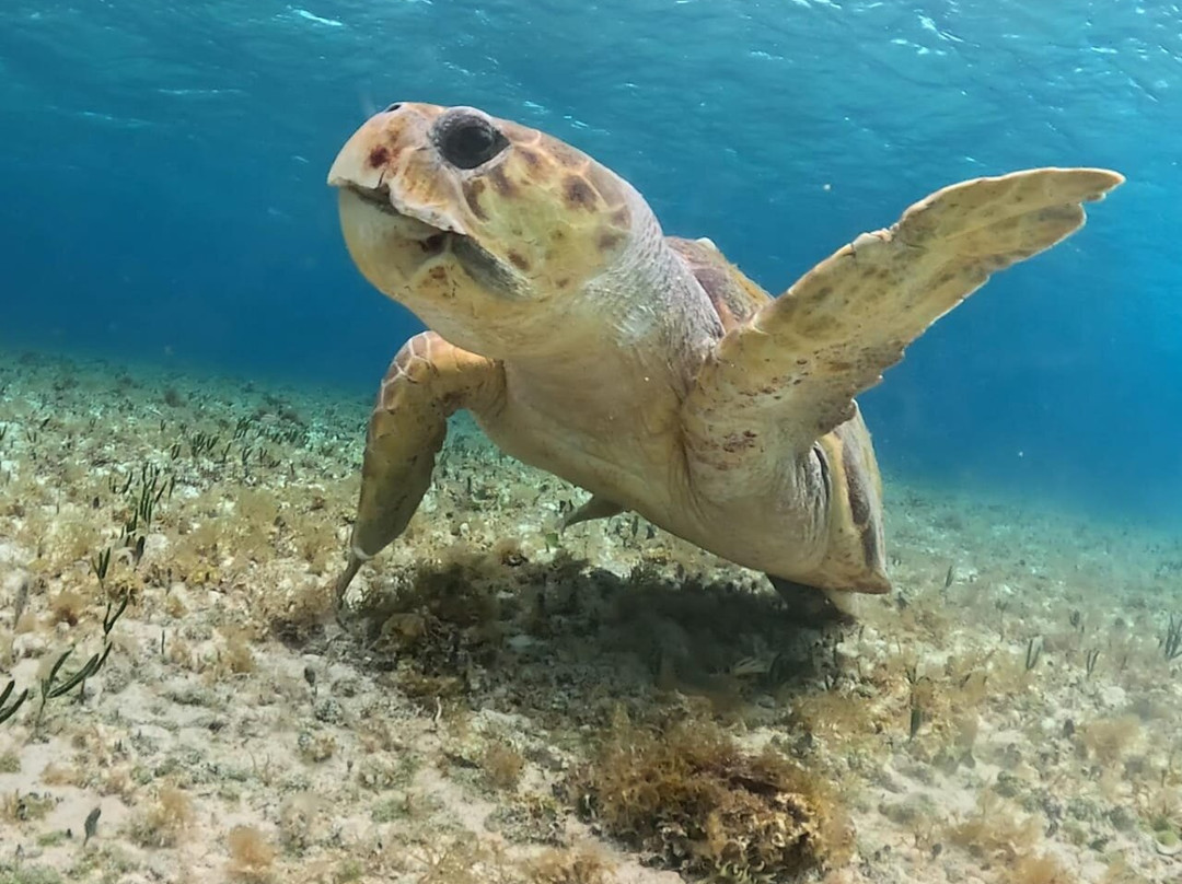 Playa El Cielo Cozumel-考祖梅必去景点