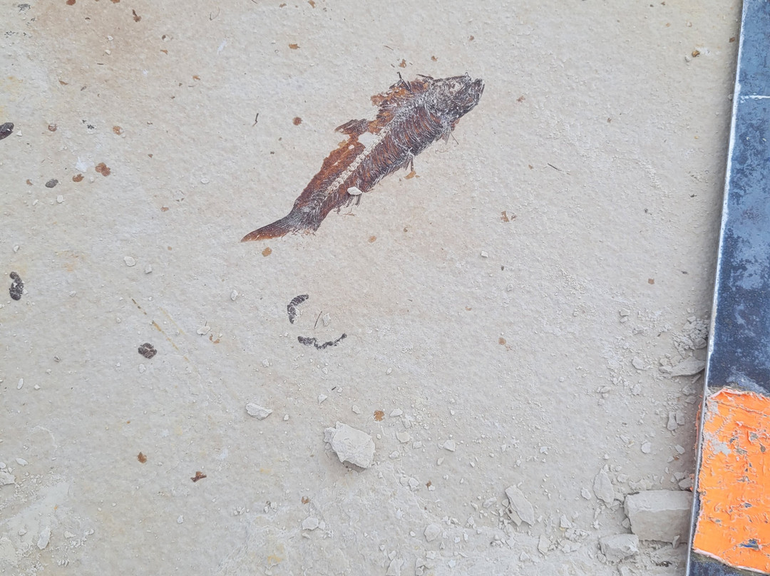 American Fossil-Kemmerer必去景点