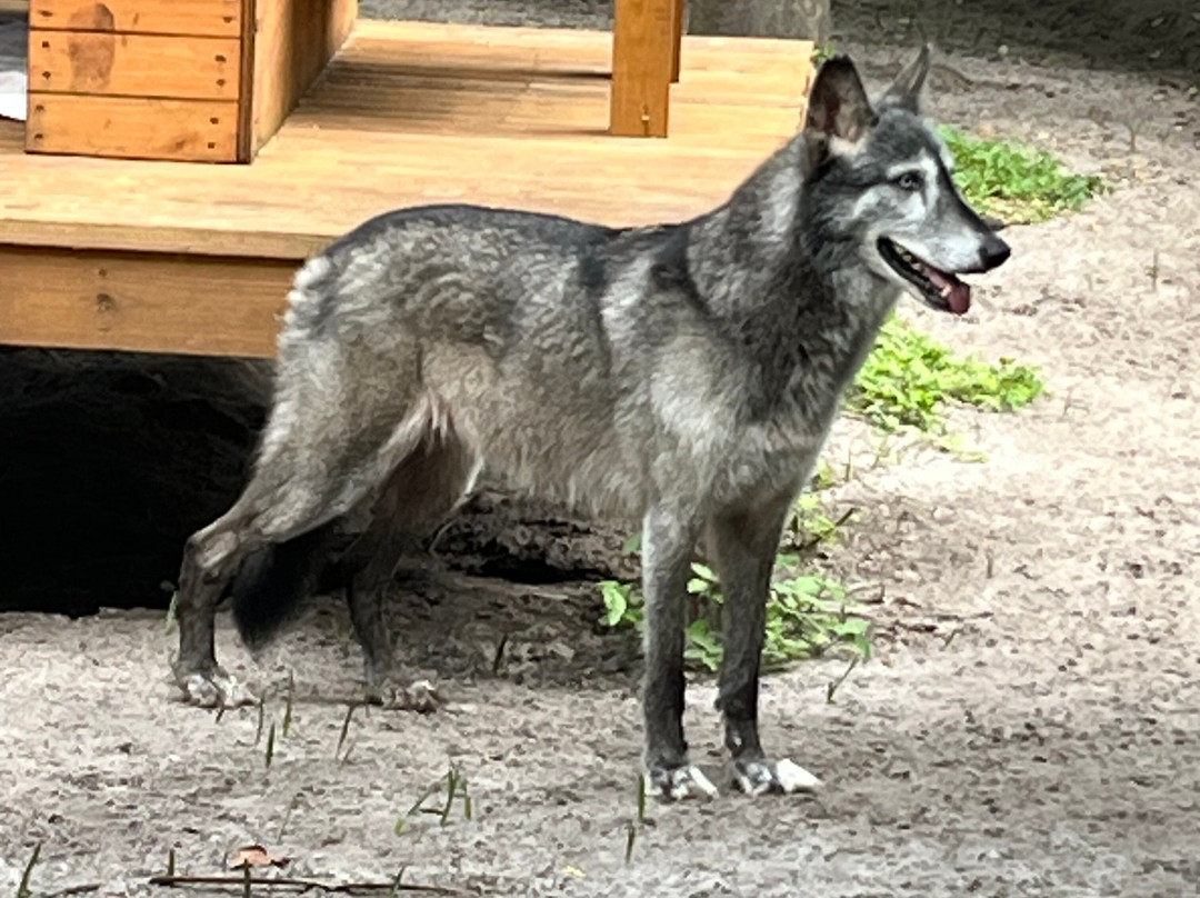 Shy Wolf Sanctuary Education & Experience Center-Golden Gate必去景点