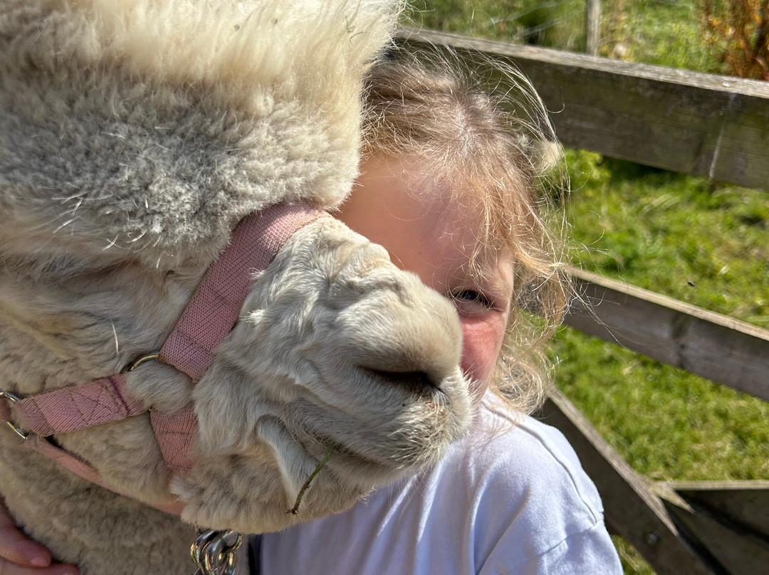 Alpaca Alpaca At Leven Valley-Yarm必去景点