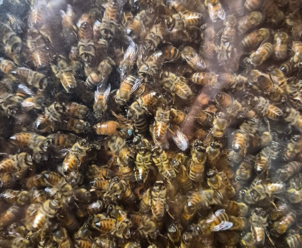 Musée Vivant de l’Apiculture-Chateau-Renard必去景点