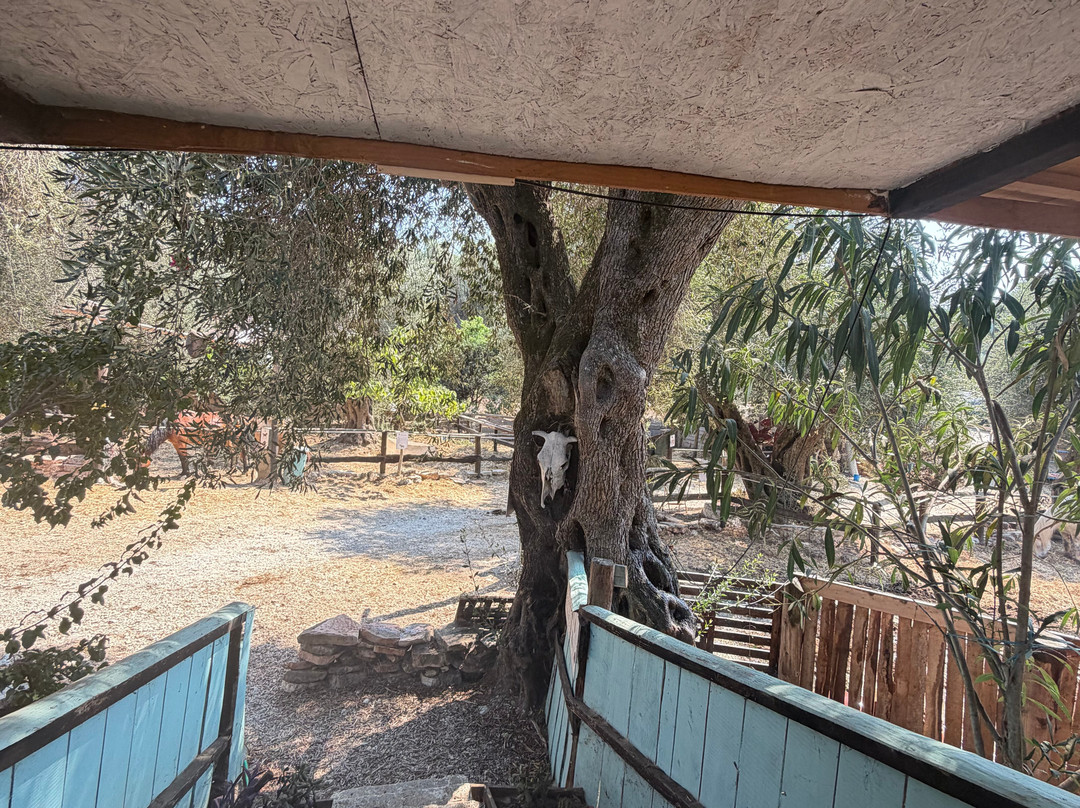 North Corfu Horses-Peritheia必去景点