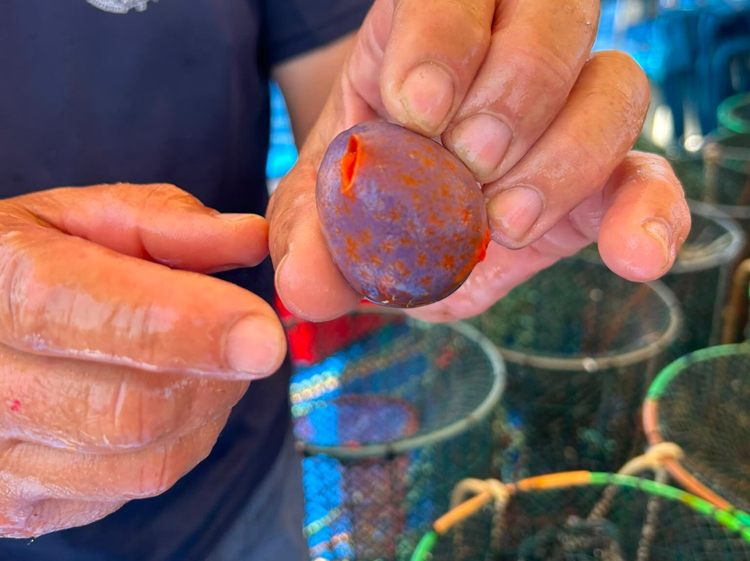 Pescaturismo K2-萨萨里省必去景点