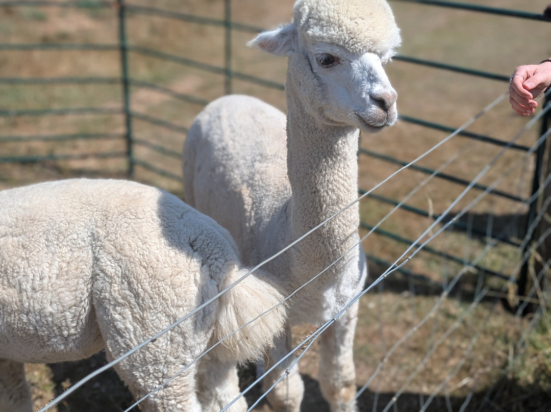 Bell Farm Alpacas-Pensford必去景点