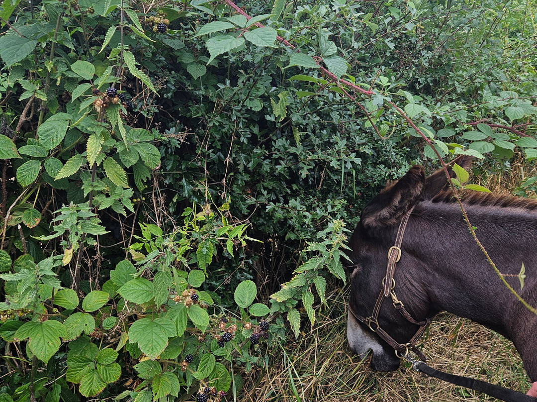 Kinedale Donkeys-Ballynahinch必去景点