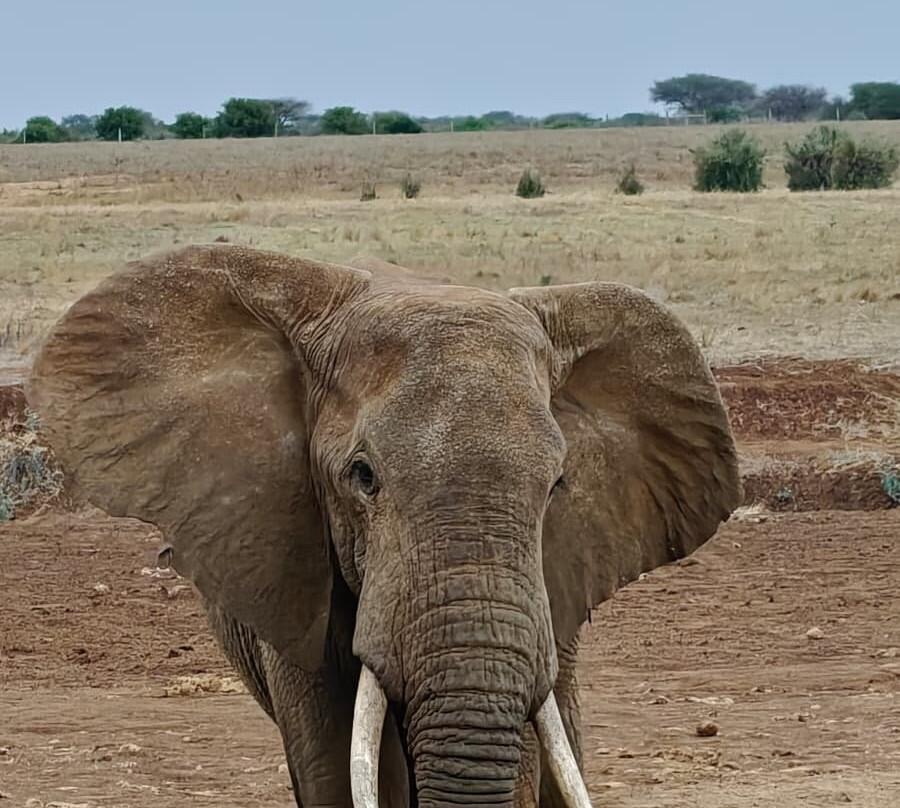 Msherembe Safaris And Travel-Voi必去景点