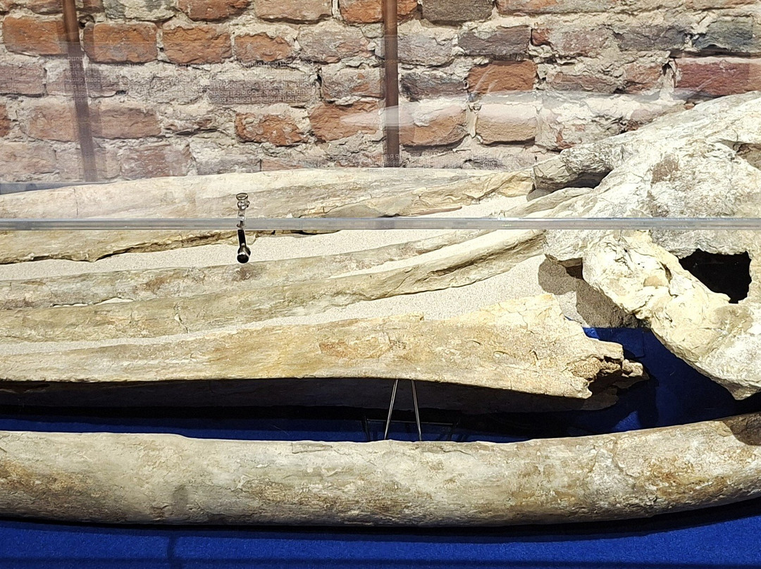 Museo Paleontologico Territoriale dell'Astigiano-阿斯蒂必去景点