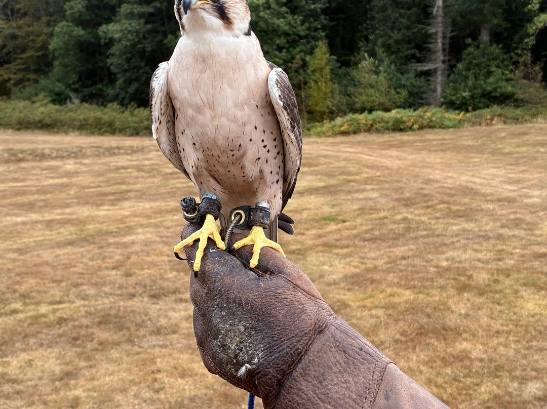 East Sussex Falconry-Herstmonceux必去景点