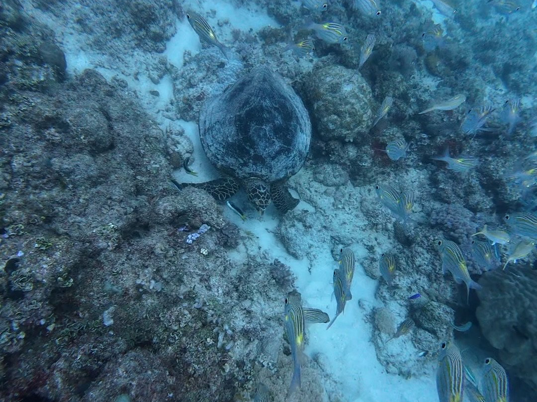 Dodo Divers Mauritius-卡罗迪勒必去景点