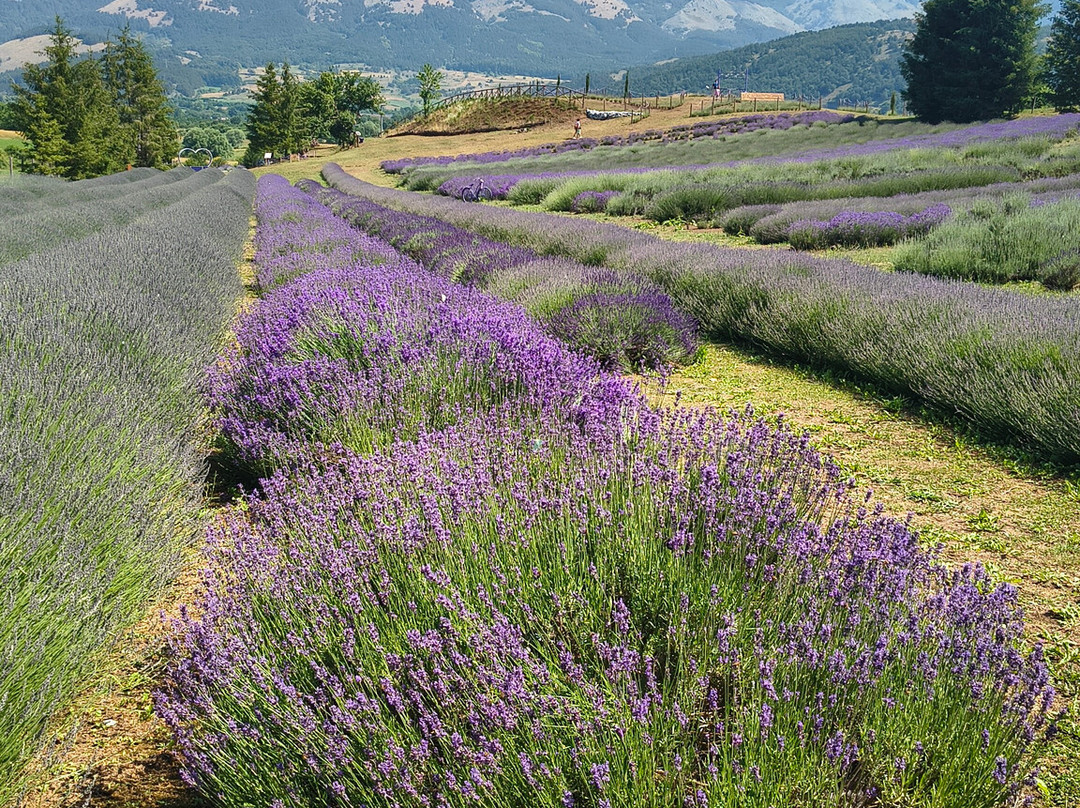Parco Della Lavanda-Campotenese必去景点