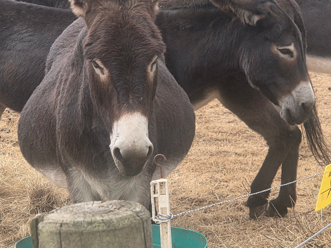 Secret Valley Wildlife Park-韦克斯福德必去景点