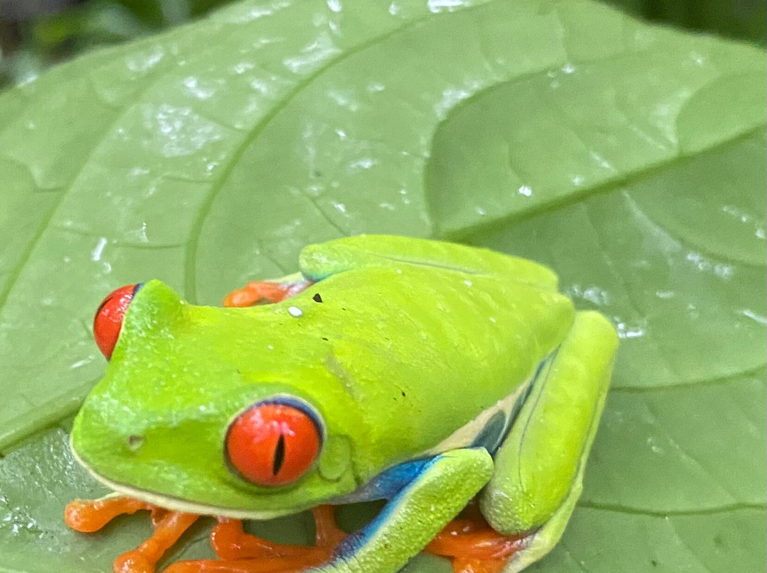 Conchal Adventures Costa Rica-孔查沙滩必去景点