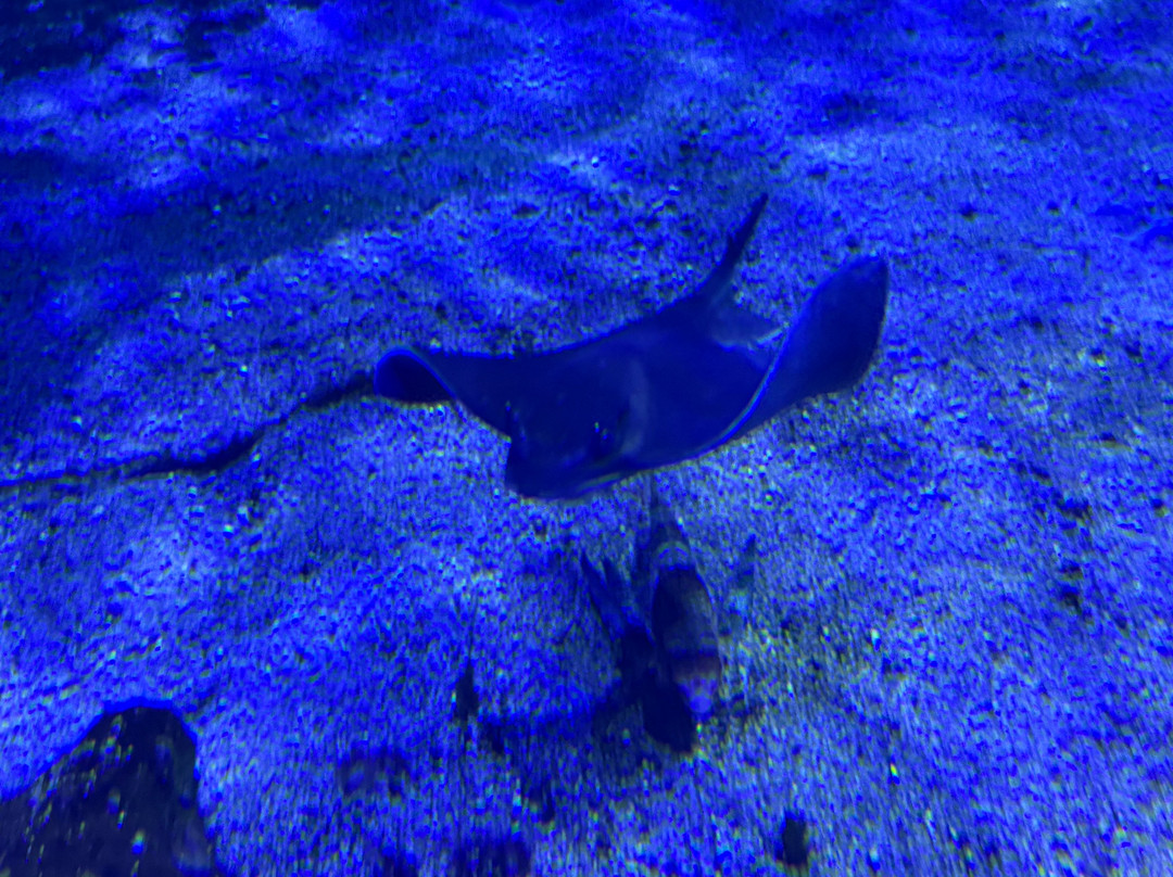 Aquarium Cabrera - Centro de Visitantes Ses Salines o Centro Interpretacion Cabrera-Colonia de Sant Jordi必去景点