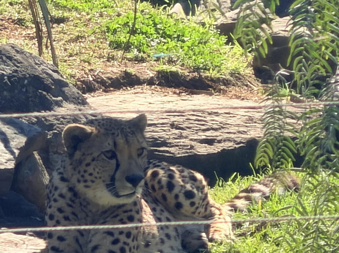 Sydney Zoo-布莱克敦必去景点