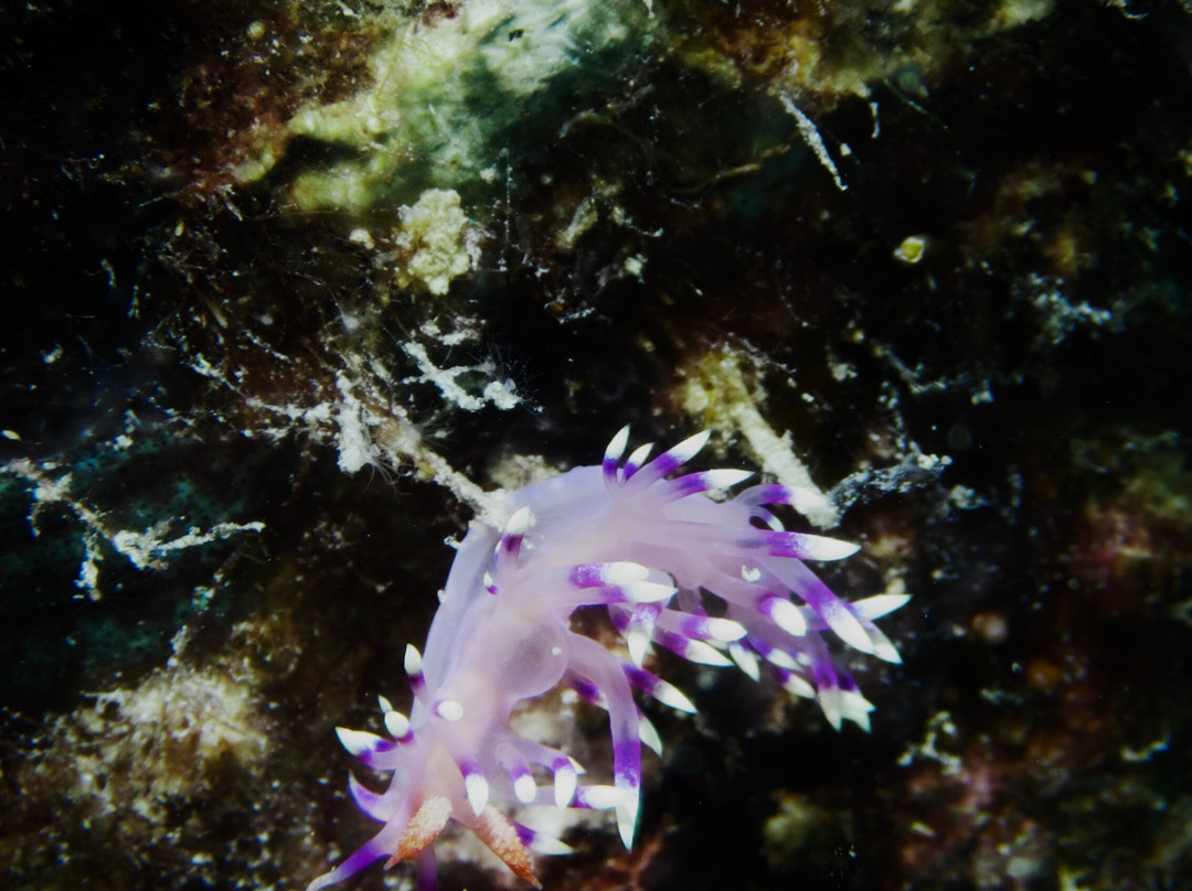 Tioman Dive Centre-德克必去景点