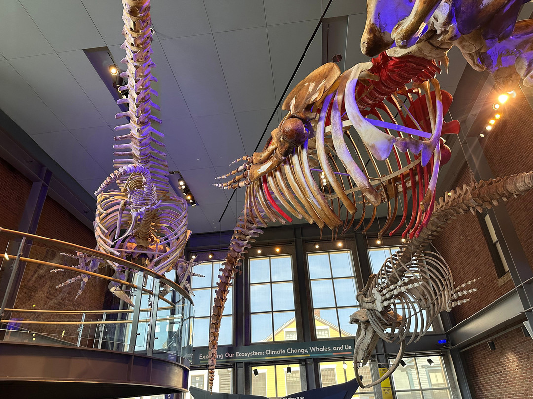 New Bedford Whaling Museum-新贝德福德必去景点