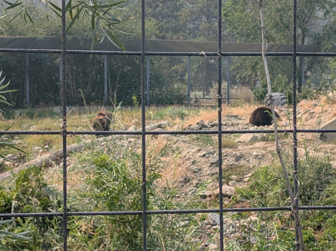 BC Wildlife Park-坎卢普斯必去景点