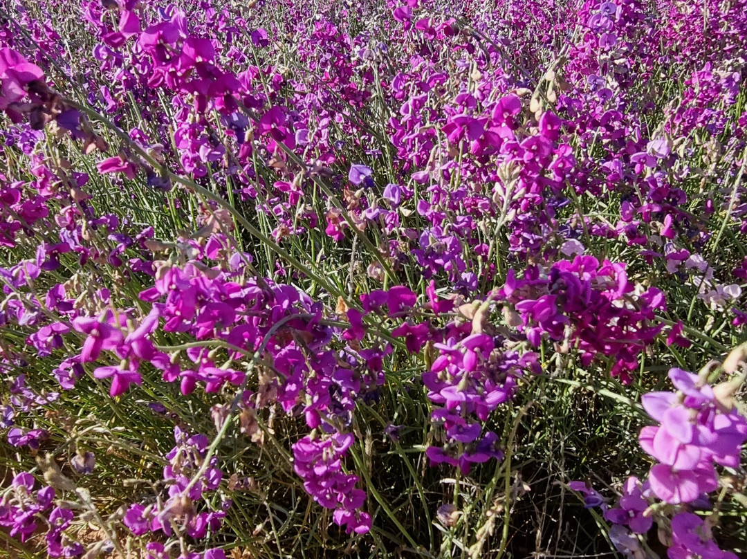 Gekko Safari - Outback Tours-Belair必去景点