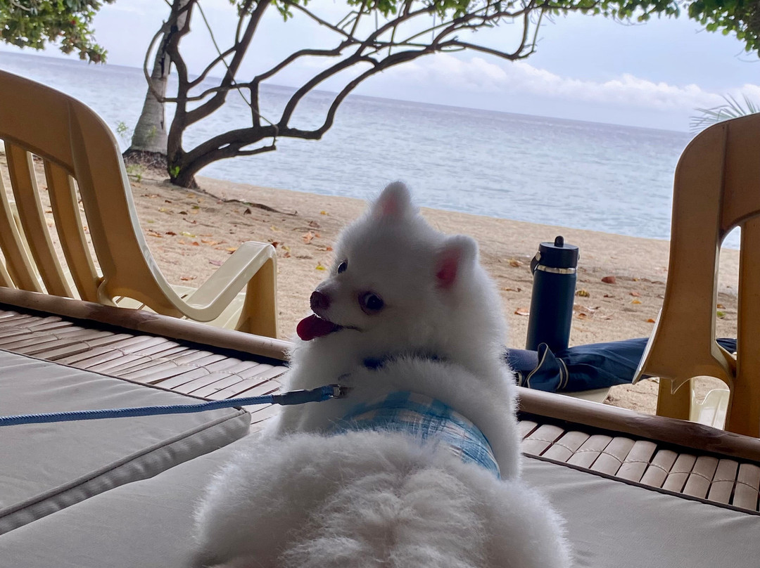维金海滩度假村主图